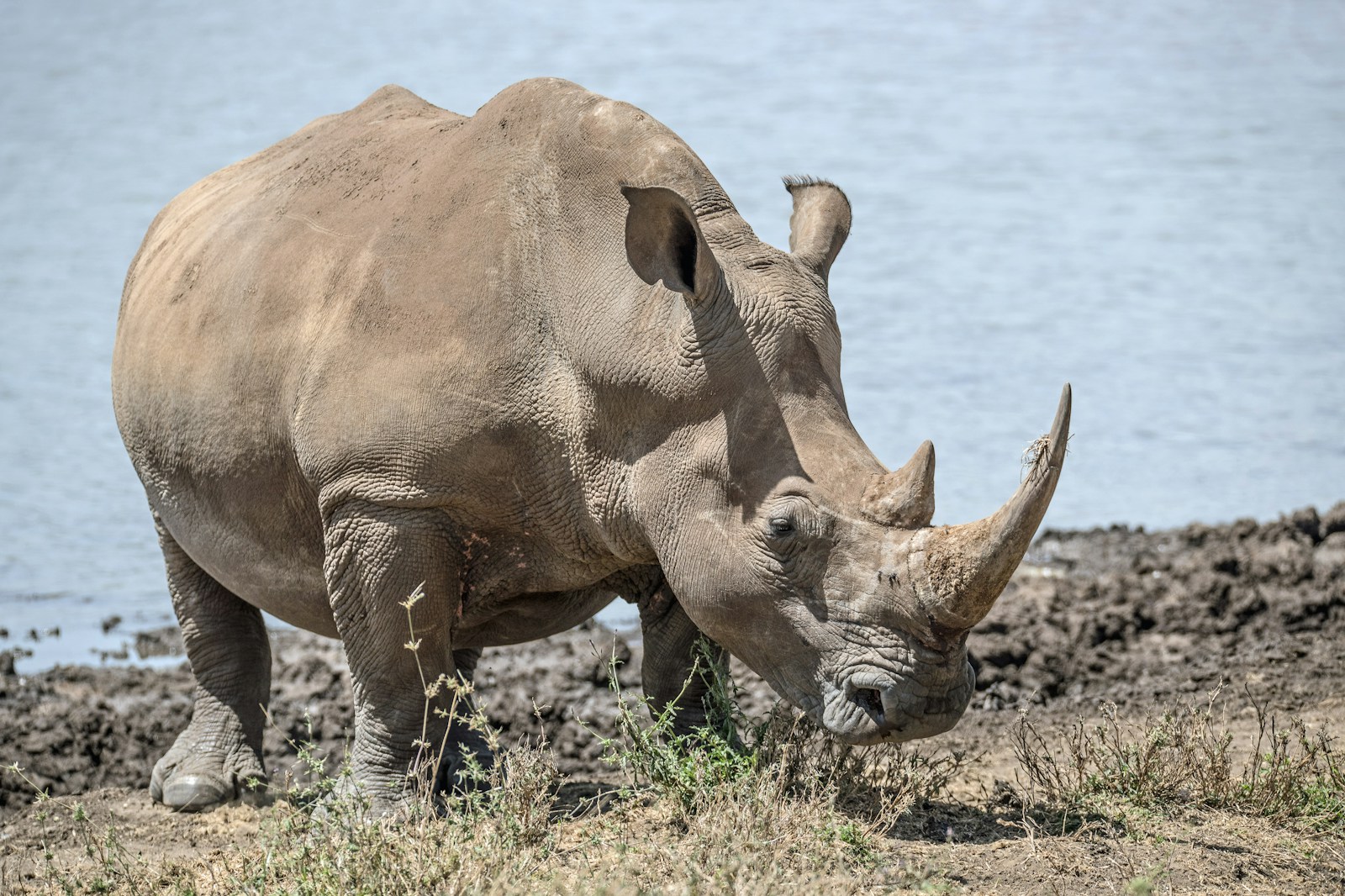 rhinoceros near body of water
