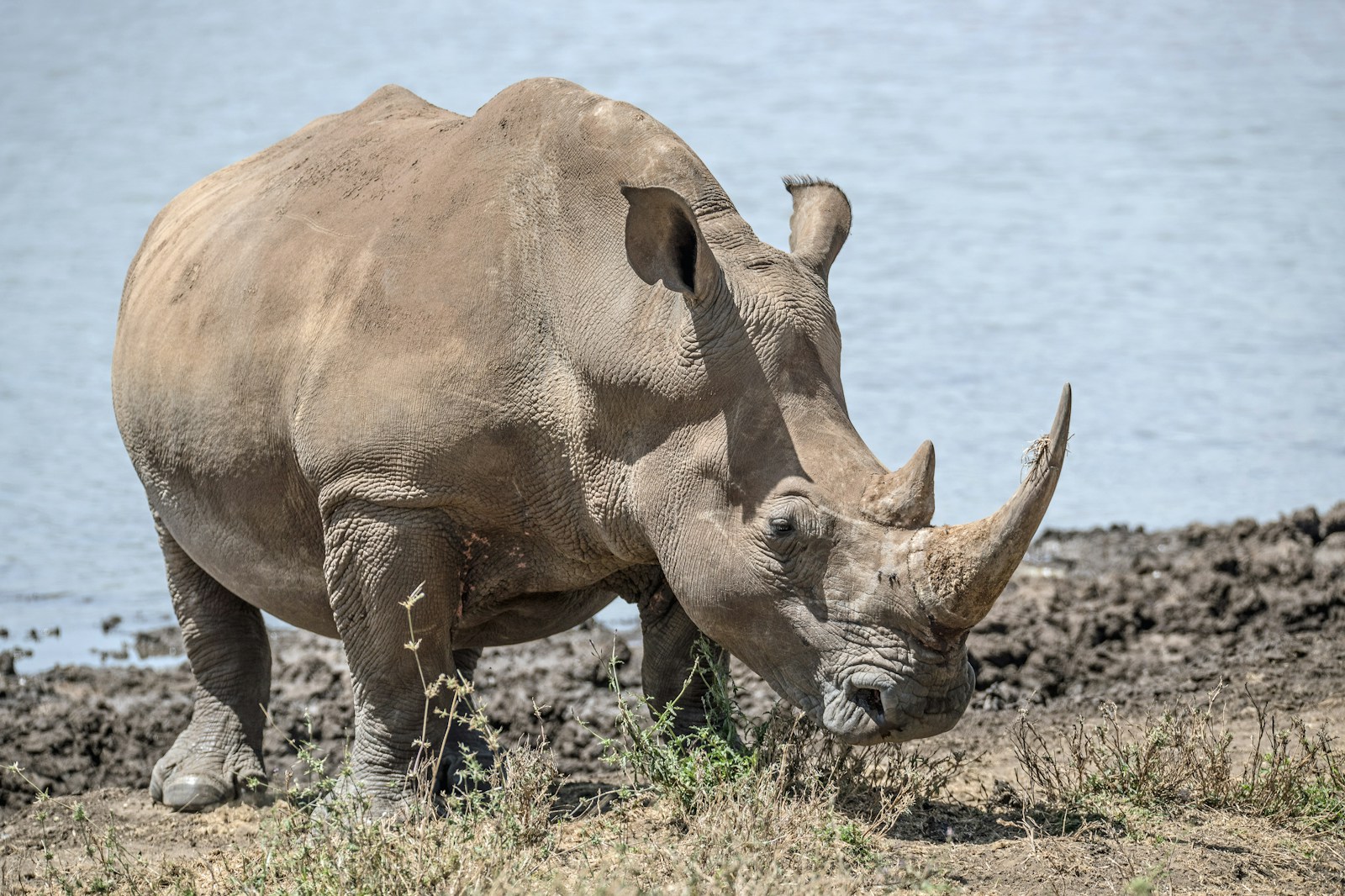 Photo by David Clode rhinoceros near body of water